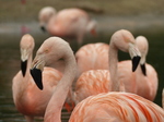 FZ029804 Chilean flamingos (Phoenicopterus chilensis).jpg